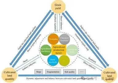 Fig. 1 Framework of interrelationship between CL and grain yield