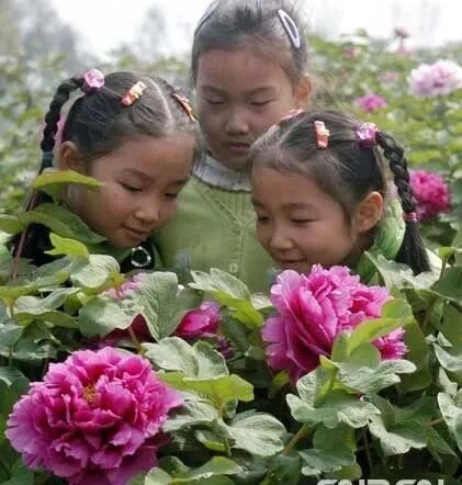 第十八届常熟尚湖牡丹花会开幕