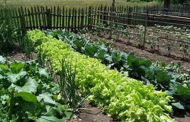 和庄肥业 云南肥料 昆明有机肥厂 土肥技术 农化知识 尿素 复合肥 生物菌肥