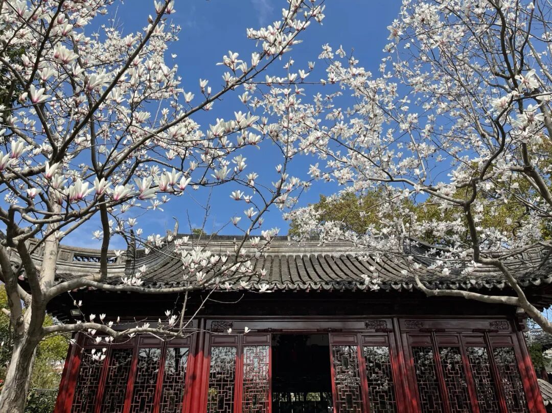 樱花停一下古风玉兰更美