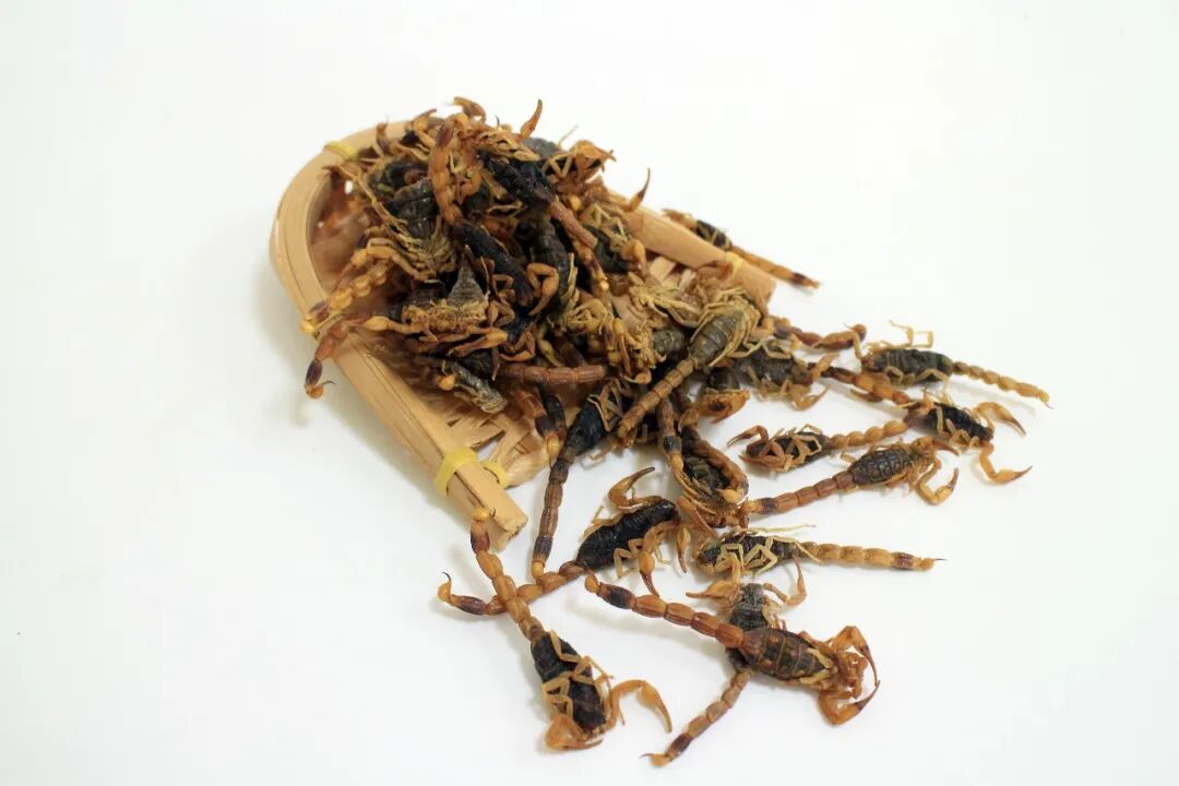 全蝎岂是低价物，一遇风雨即上行