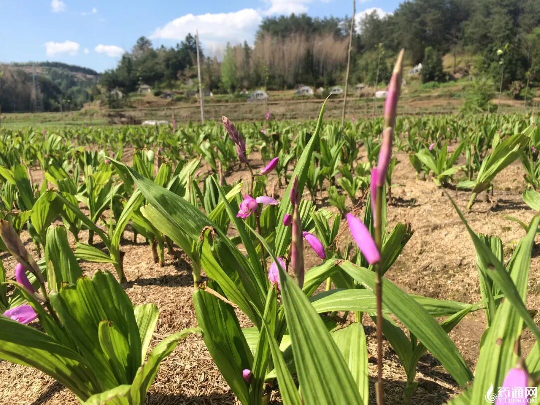 白及低价能走多远？