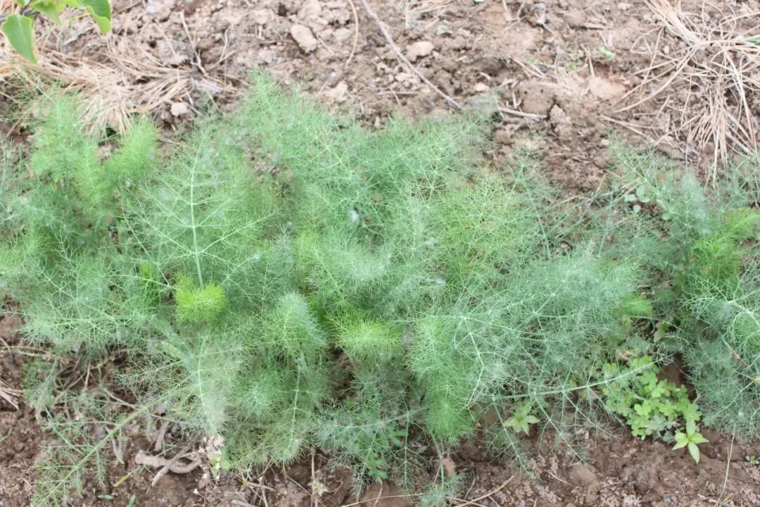 小茴香市场供需与行情走势深度分析