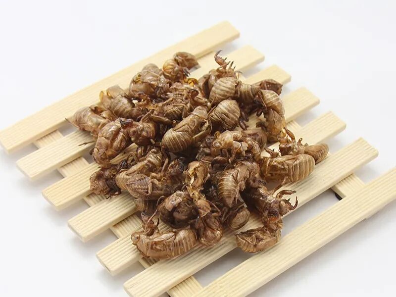 蝉蜕行情深度分析