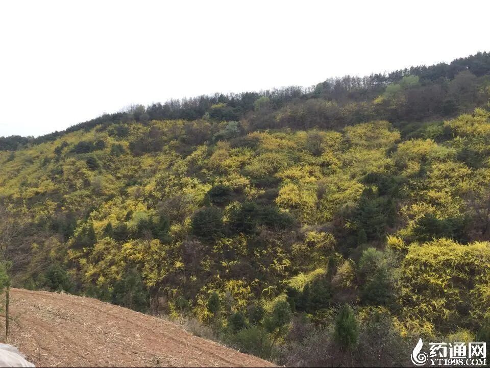 青翘为何跌跌不休？