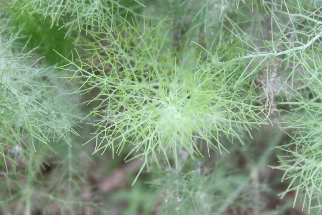 小茴香行情走势分析