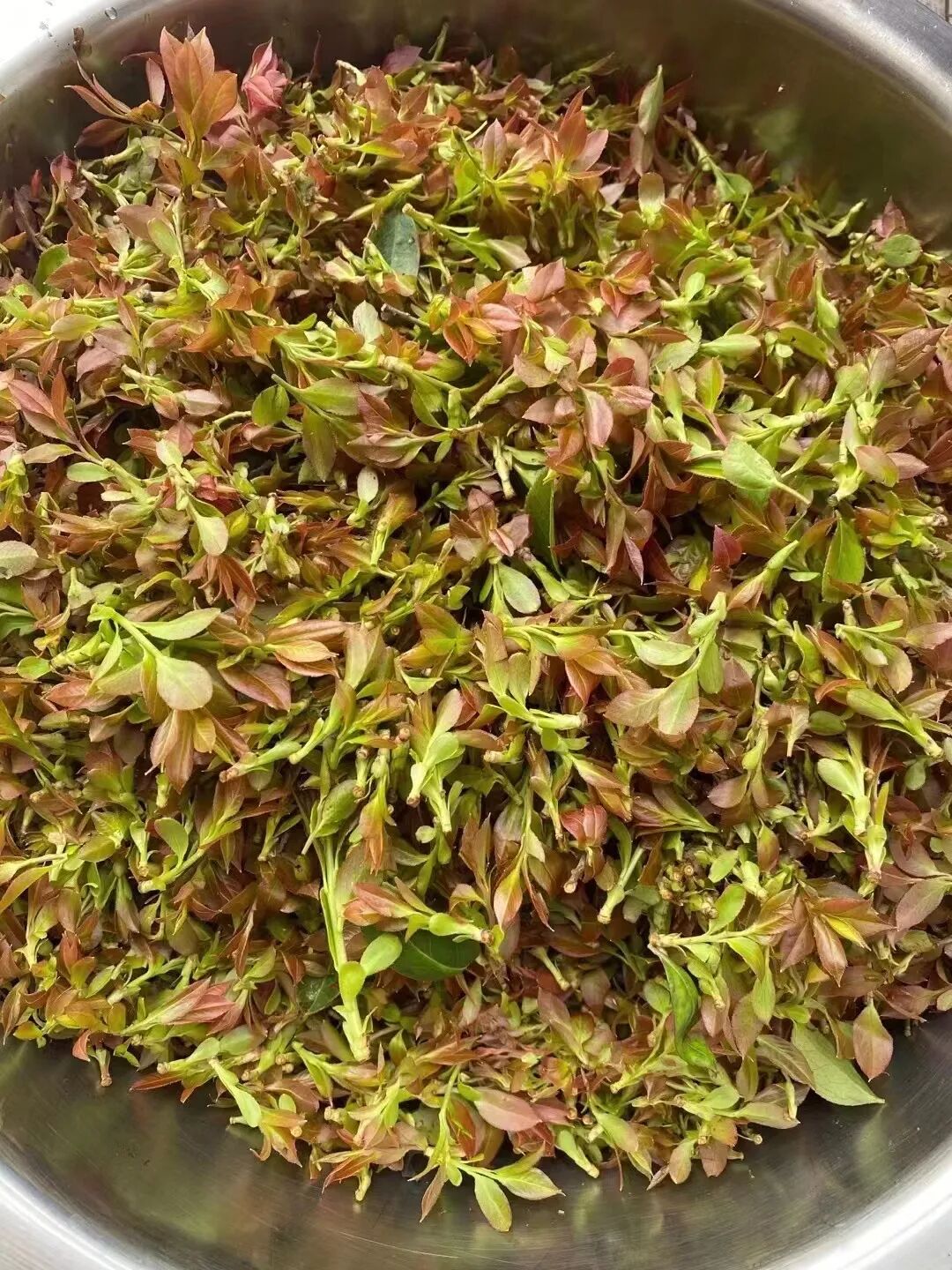 水底潜泳的蛳螺昂首挺胸的大白鹅风中翻飞的艾叶又是一年清明时节小布