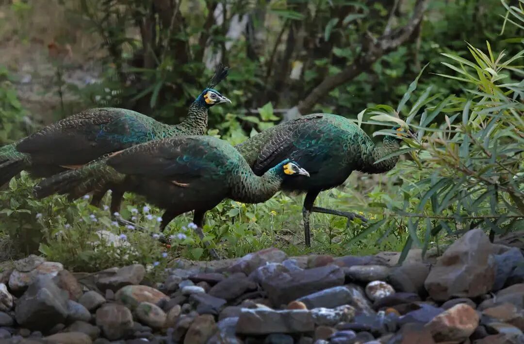 金马碧鸡天天念碧鸡是啥你可知