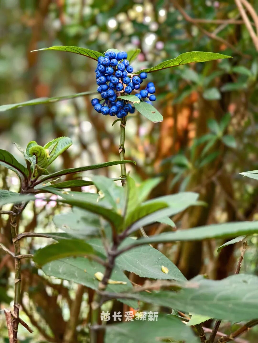 错过等1年深圳天花板级赏花圣地梧桐山毛棉杜鹃花开正旺