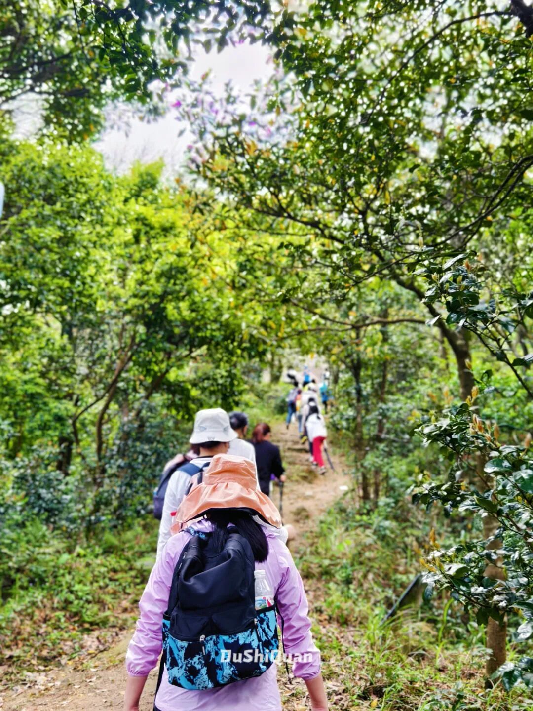 错过等1年深圳天花板级赏花圣地梧桐山毛棉杜鹃花开正旺