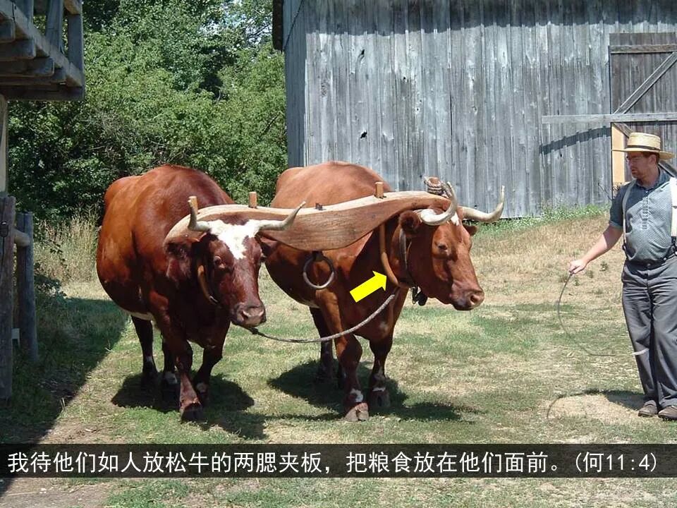 圣经图表——《何西阿书》(图41)