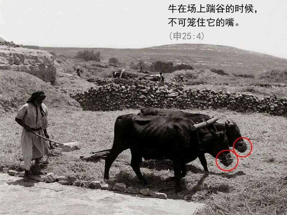 圣经图表——《何西阿书》(图33)