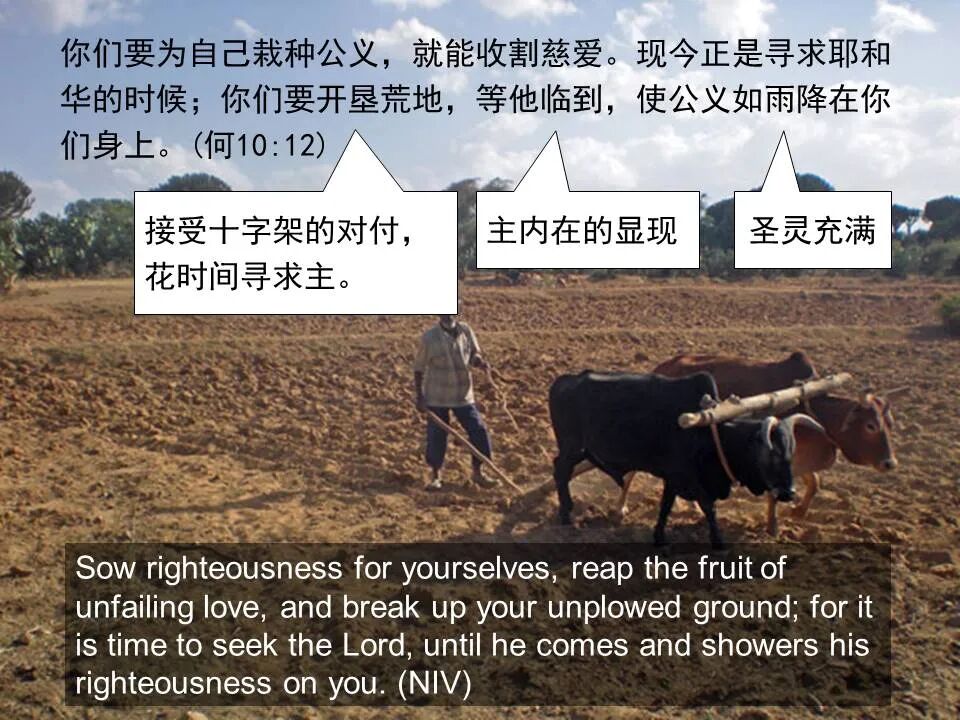 圣经图表——《何西阿书》(图39)