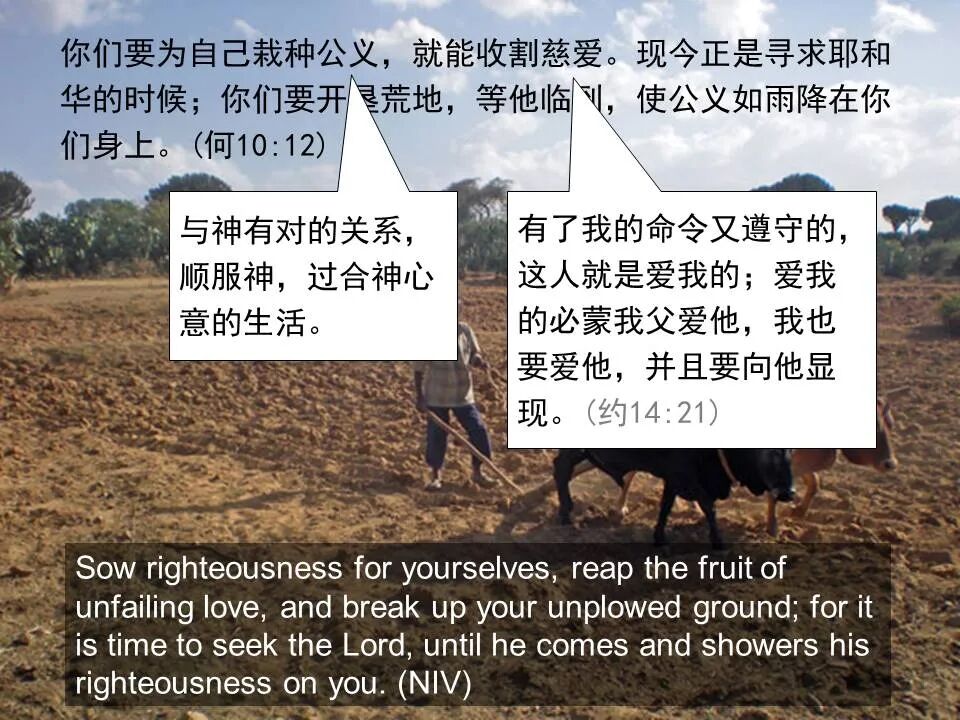 圣经图表——《何西阿书》(图38)