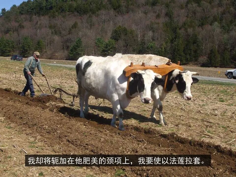 圣经图表——《何西阿书》(图35)