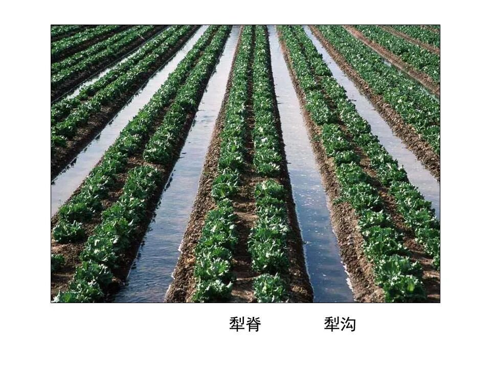 圣经图表——《何西阿书》(图45)