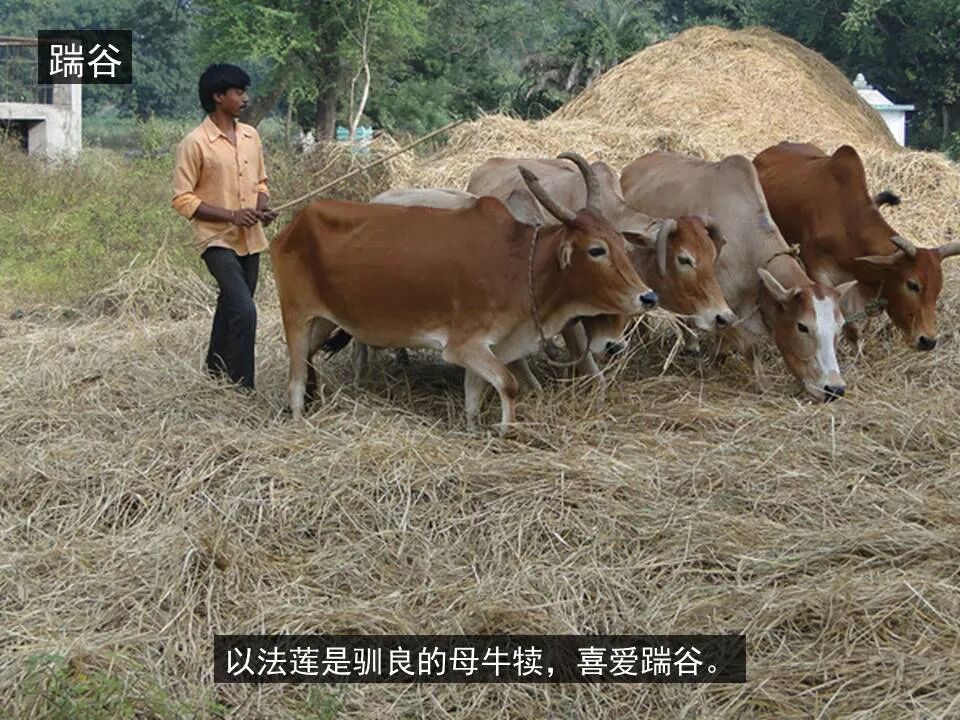 圣经图表——《何西阿书》(图34)