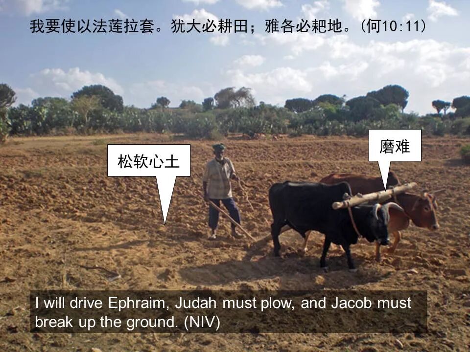 圣经图表——《何西阿书》(图37)