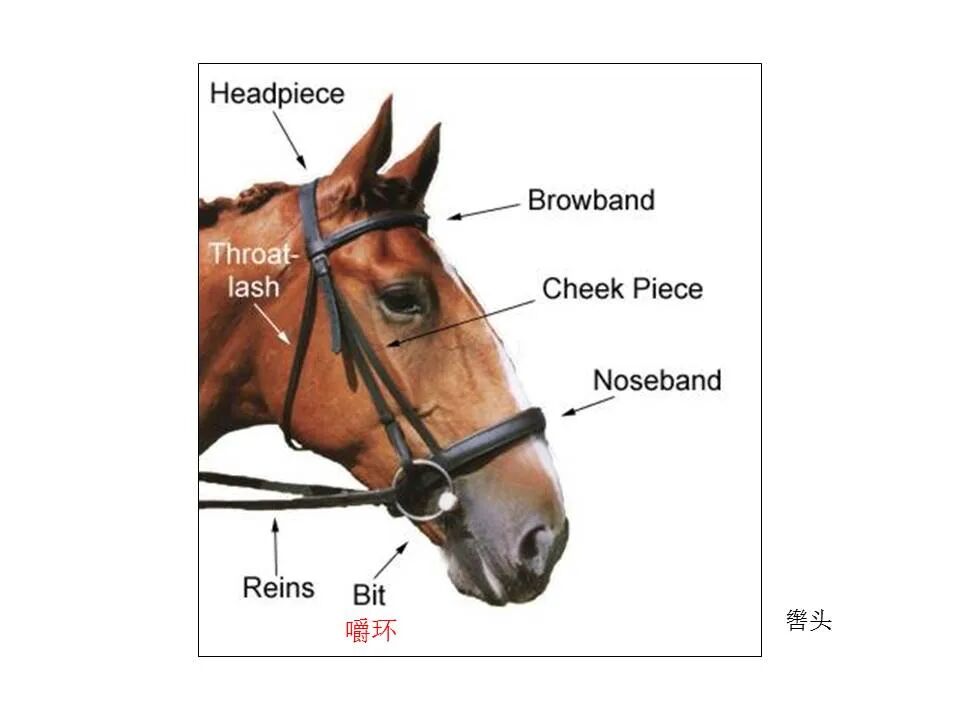 圣经图表——《雅各书》(图63)
