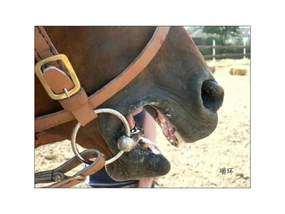 圣经图表——《雅各书》(图64)