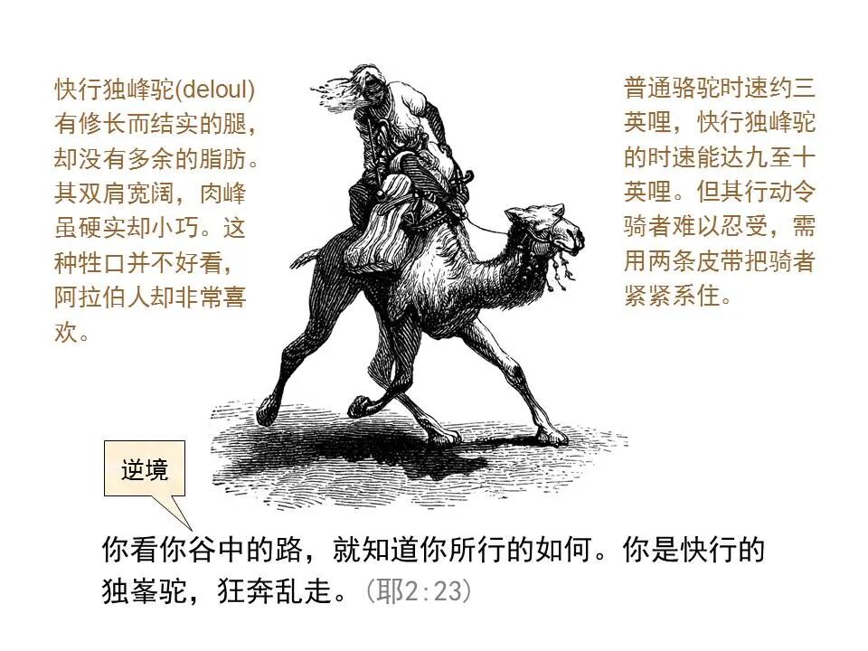 圣经图表——《耶利米书》上(图13)