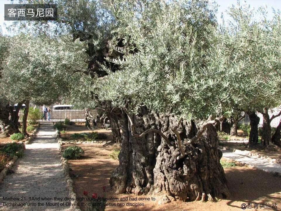 圣经图表——《约翰福音》下(图53)