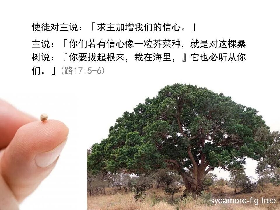 圣经图表——《路加福音》下(图27)