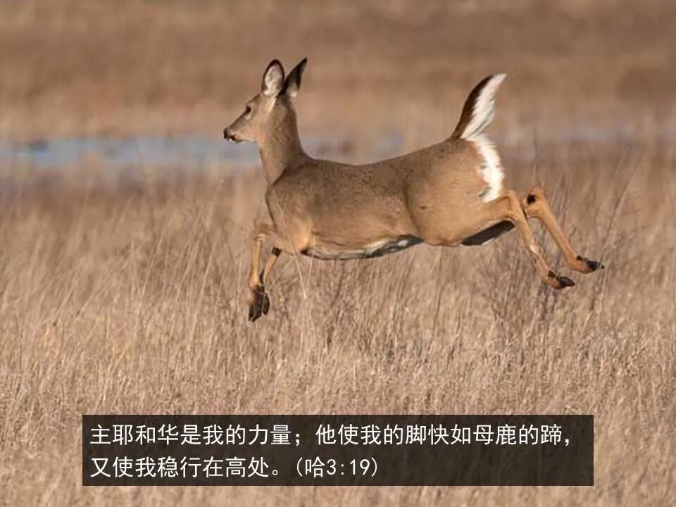 圣经图表——《哈巴谷书》(图23)