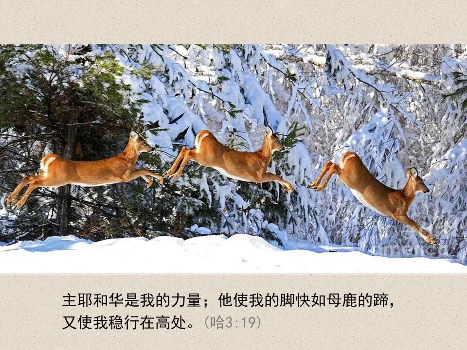 圣经图表——《哈巴谷书》(图22)