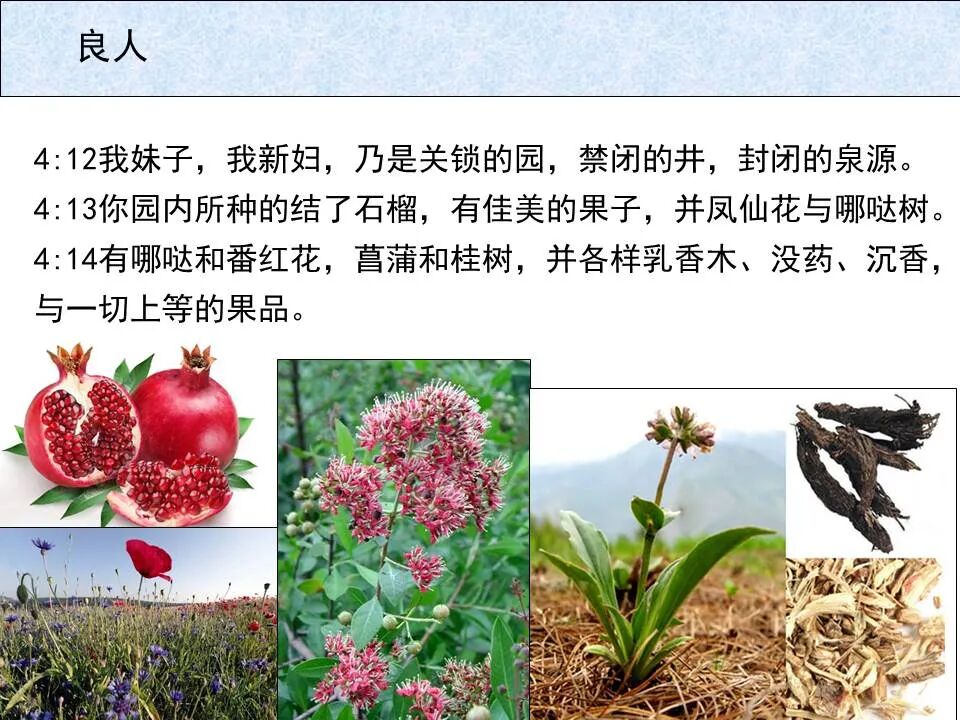 圣经图表——《雅歌》(图38)