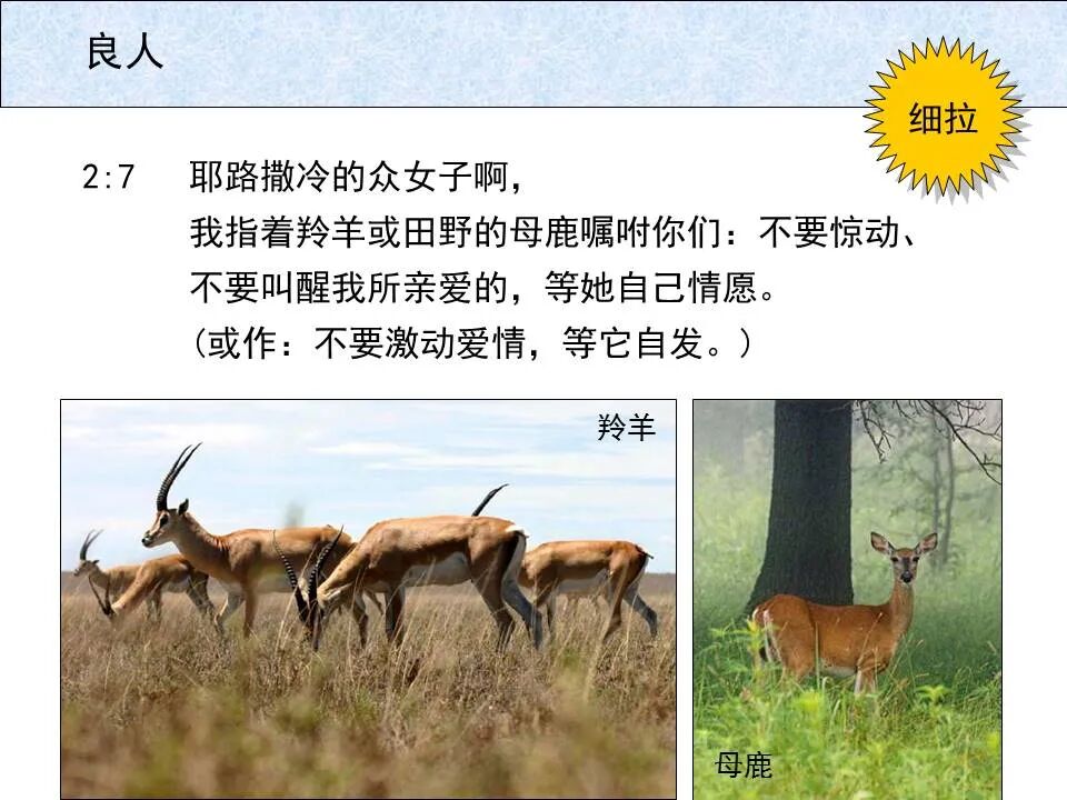 圣经图表——《雅歌》(图15)