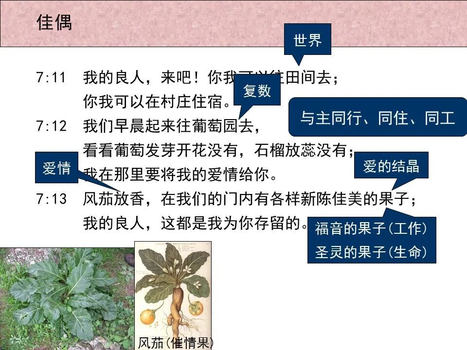 圣经图表——《雅歌》(图65)