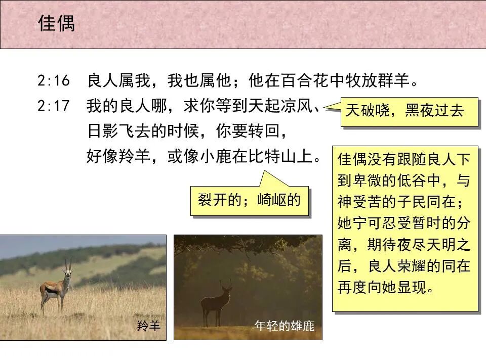 圣经图表——《雅歌》(图23)