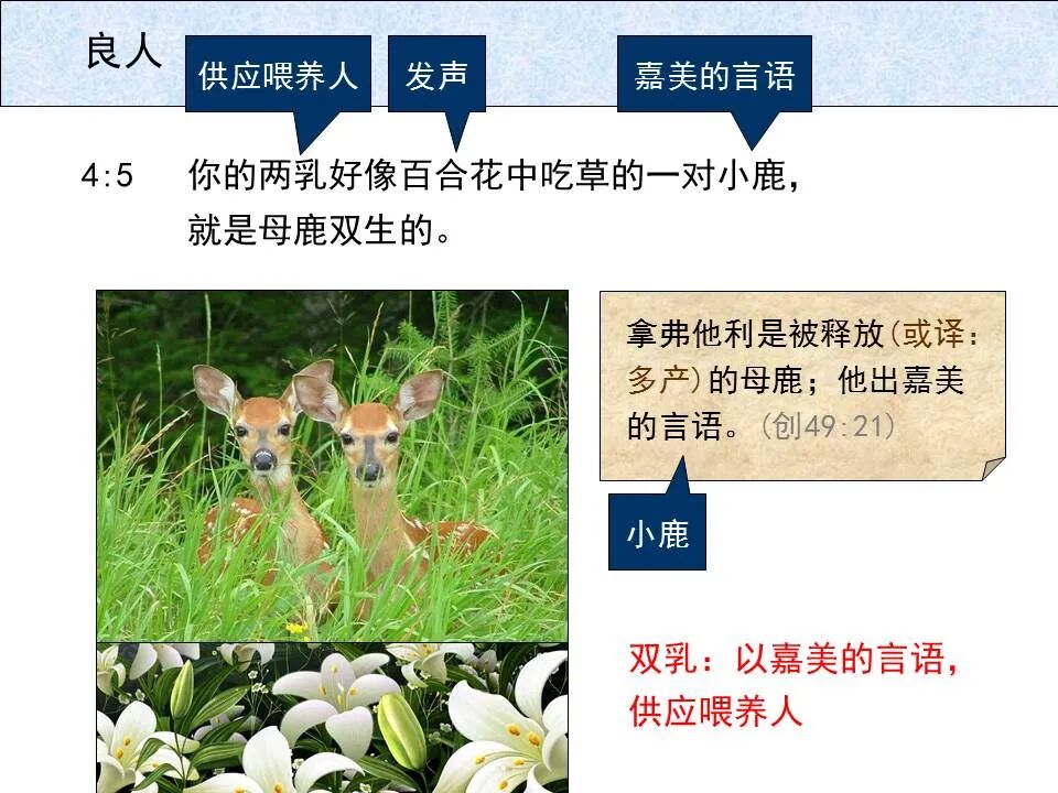 圣经图表——《雅歌》(图29)