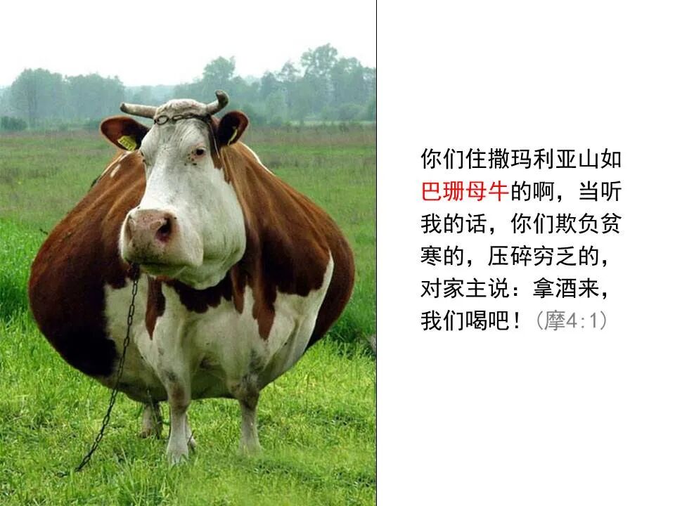 圣经图表——《阿摩司书》(图21)