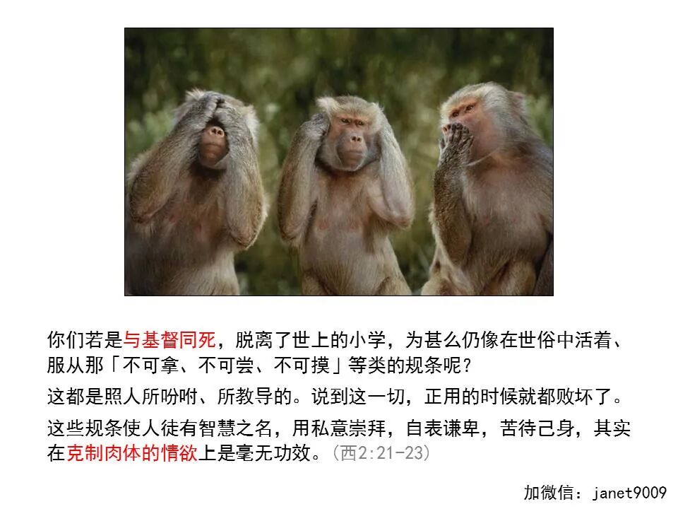 圣经图表——《歌罗西书》(图41)