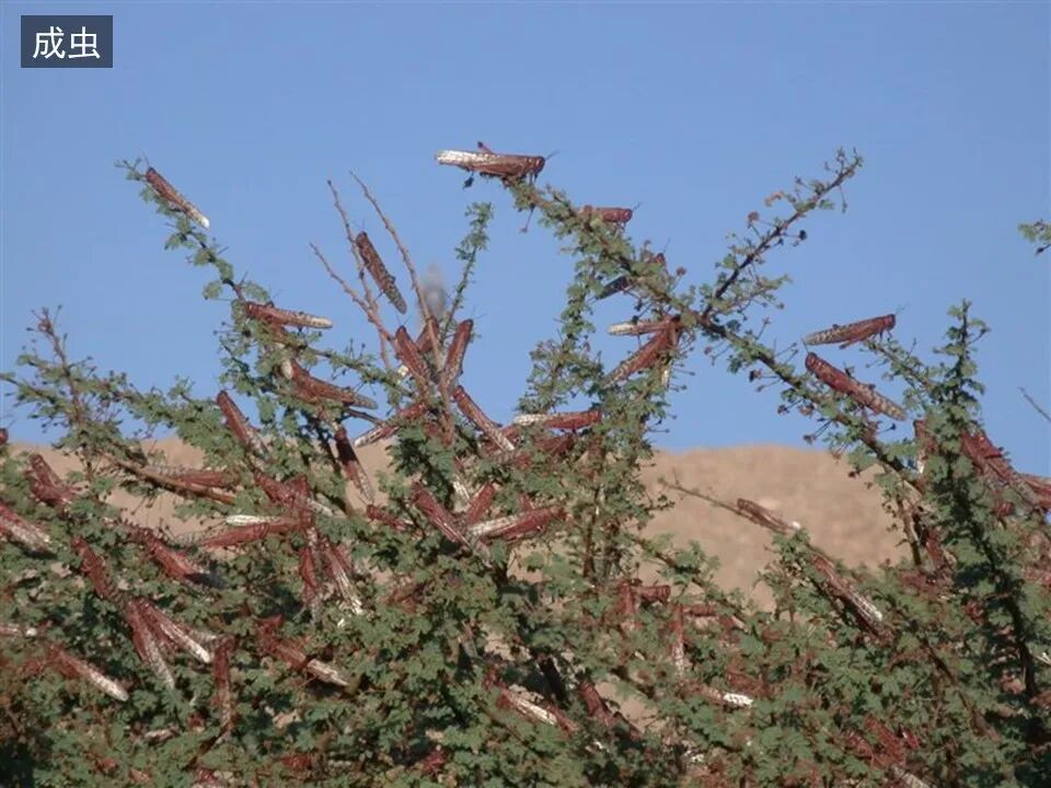 圣经图表——《约珥书》(图13)