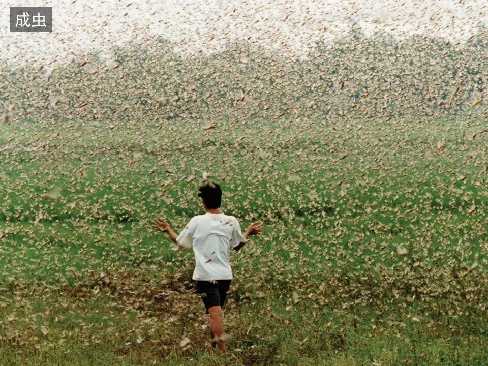 圣经图表——《约珥书》(图16)