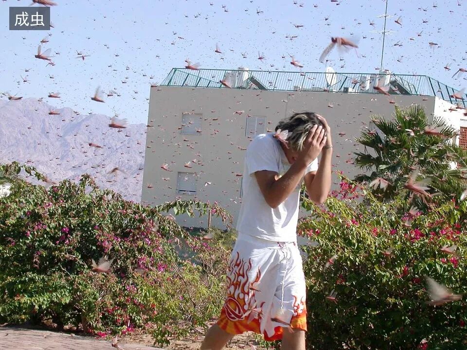 圣经图表——《约珥书》(图15)