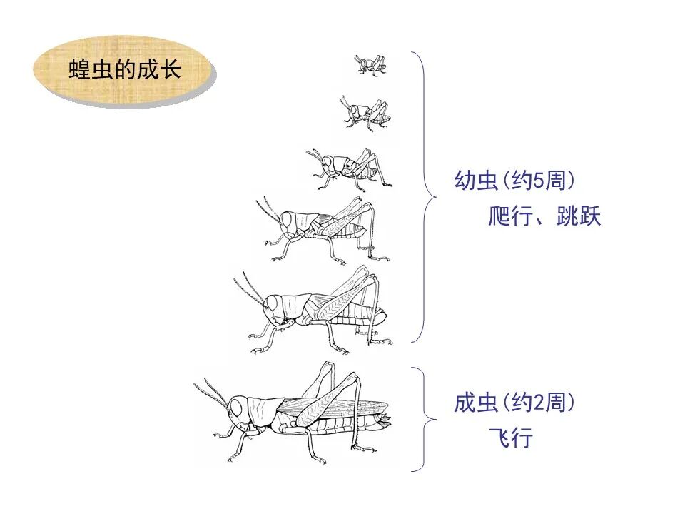 圣经图表——《约珥书》(图6)