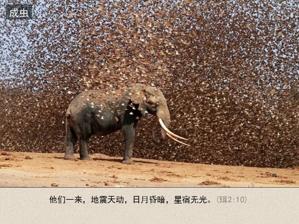 圣经图表——《约珥书》(图18)