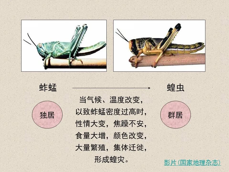 圣经图表——《约珥书》(图5)