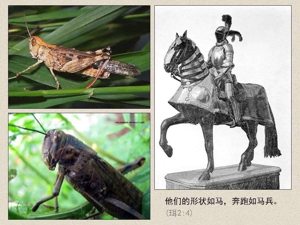 圣经图表——《约珥书》(图12)