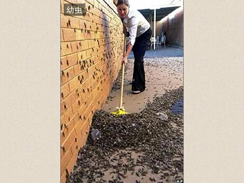 圣经图表——《约珥书》(图10)