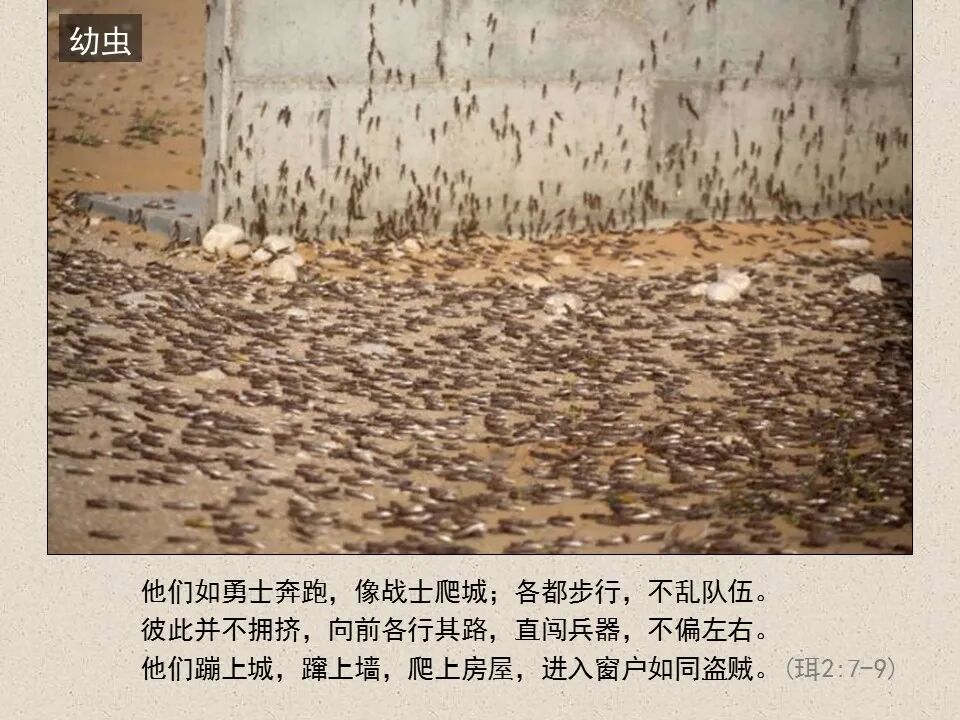 圣经图表——《约珥书》(图9)