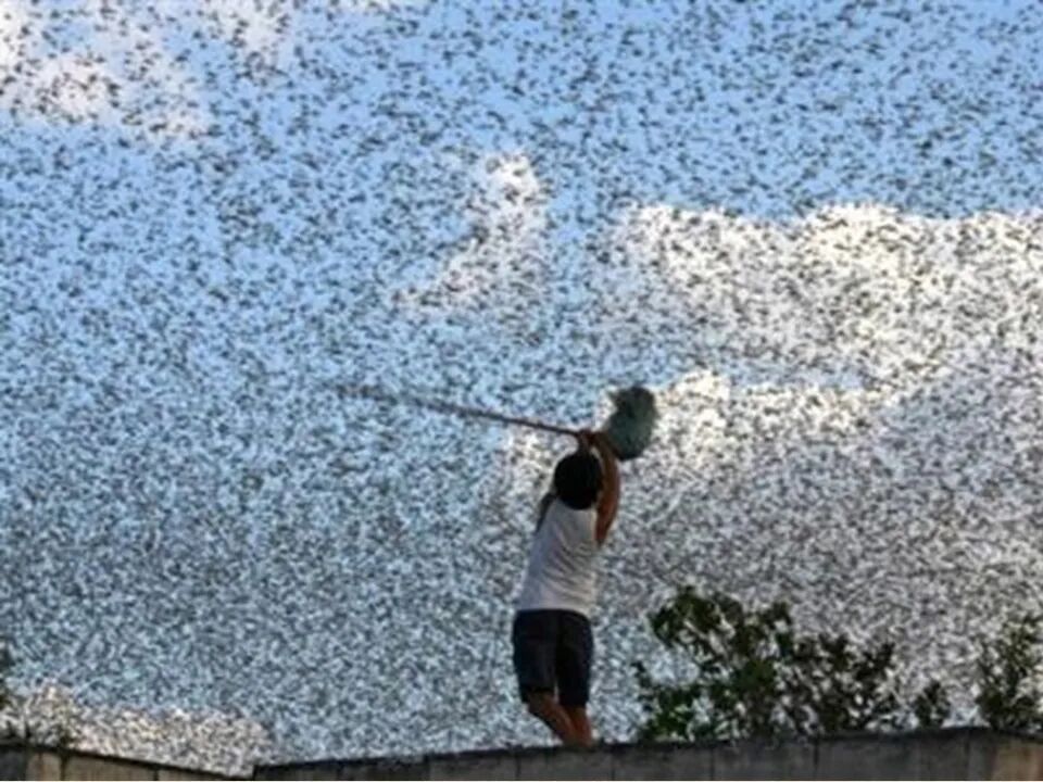 圣经图表——《约珥书》(图20)