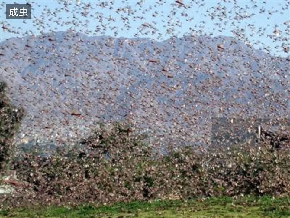 圣经图表——《约珥书》(图17)