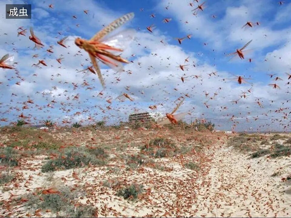 圣经图表——《约珥书》(图14)