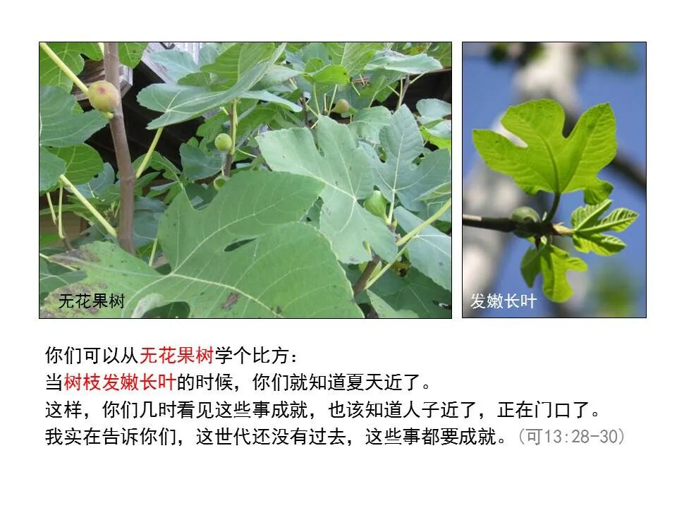 圣经图表——《马可福音》下(图48)