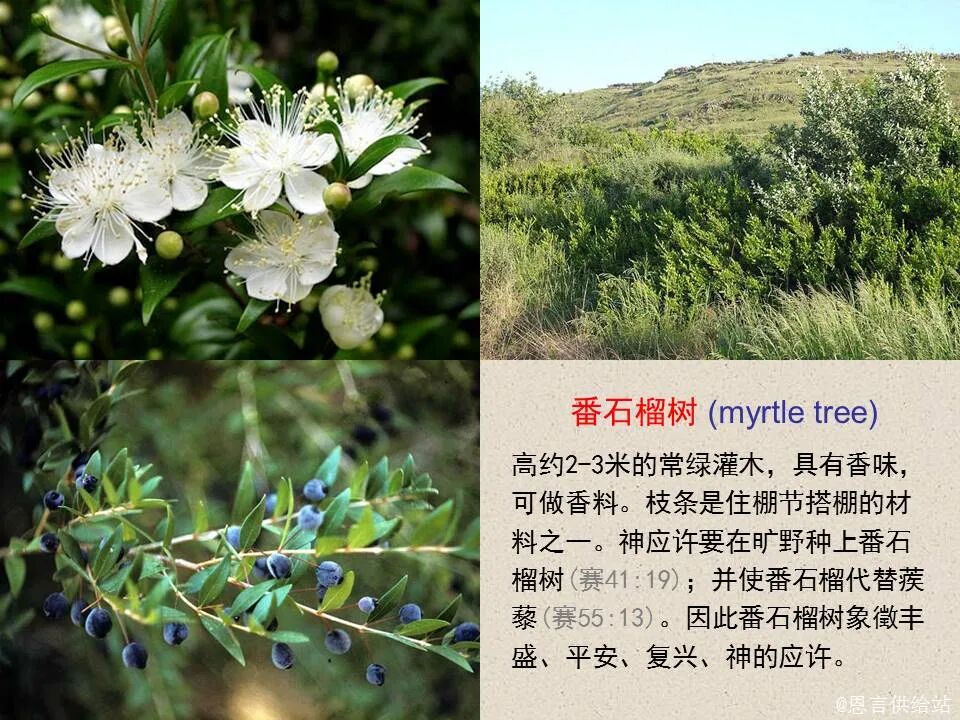 圣经图表——《撒迦利亚书》(图9)